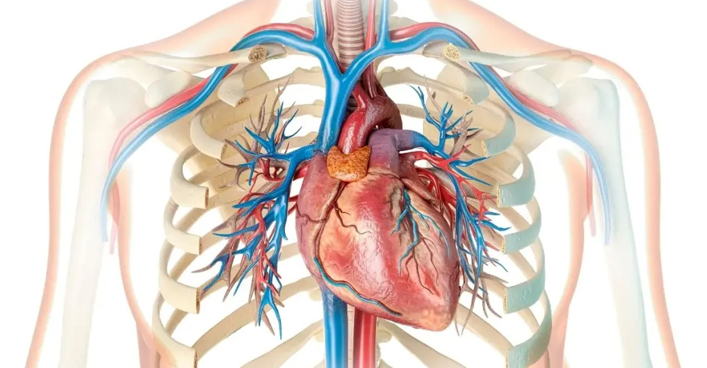 تضخم صمام القلب